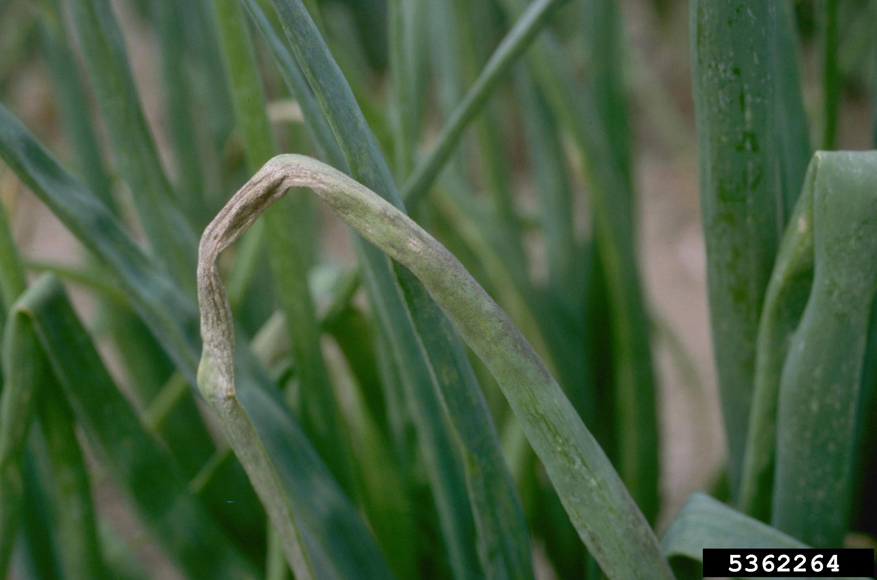 Downy mildew symptoms on an onion.